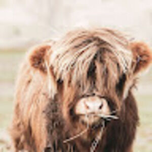 Meet your Posher, Country